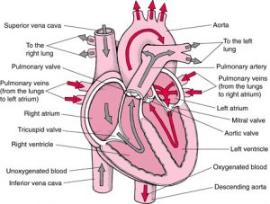 Les maladies des valves cardiaques
